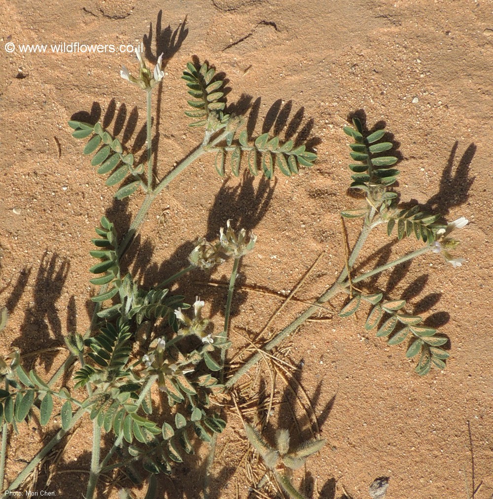 Astragalus schimperi